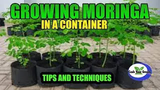 GROWING MORINGA IN A CONTAINER - Tips and Techniques to Success