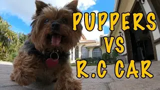 Puppers The 7 Pound Yorkie VS R.C Car