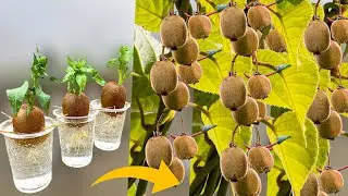 How to Grow Kiwi Plants From Kiwi Fruit in Water || How to Grow Kiwi From Seed || Kiwi Fruit Plant