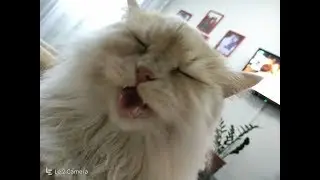 Кот и зеркало