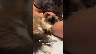К чему снятся кошки? 