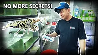 Master Shrimp Breeder Reveals His Top Secret!