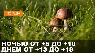 Погода на Могилевщине 01.10.2024 // Без осадков