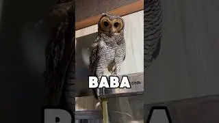 Burunghantuku hilang semua‼️🦉💔 #owl #funnypets #cute #funnyanimals #funnyvideo