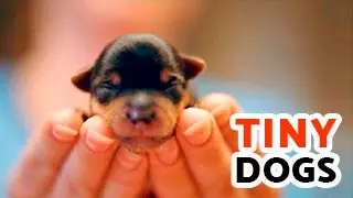 SMALLEST DOGS in the World | TOP 12 Tiniest Dog Breeds HD