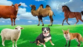 Animal Adventure - Cow, Sheep, Fox, Peacock, Horse, Camel - Animal Sounds