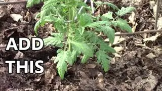 SAVE GROWING TOMATOES from HIGH TEMPS Doing THIS