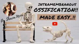 Intramembranous Ossification - made easy