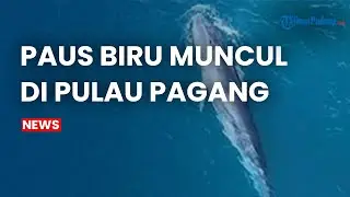 Penampakan Paus Biru di Perairan Pulau Pagang Sumbar, Ternyata Sering Muncul Jelang Akhir Tahun