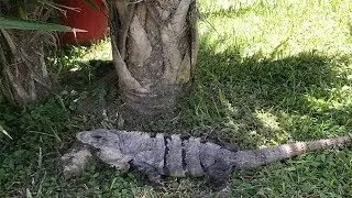 Huge Iguana Tried Biting Me!  (Barcelo Maya Palace Beach Resort Mexico Vlog)