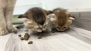 Cute kittens have lunch together