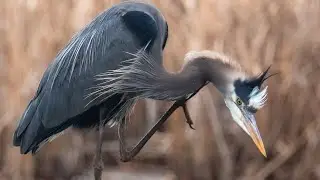 Great Blue Heron and other Wildlife in 120fps