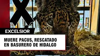 Muere “Pacus”, jaguar rescatado en Pacula, Hidalgo