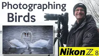 Wildlife Photography at Pennington Flash Nature Reserve - Nikon Z8