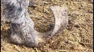 Donkey tortured by deformed hoof for 6 years! Released today