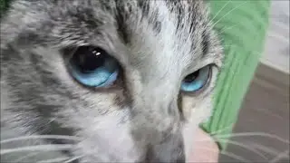 Кошка с сюрпризом
