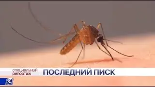 Последний писк