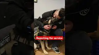 These rescue dogs are reporting for service