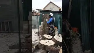 Огромная липа была A huge lime tree was