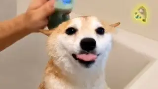 Doggo Bath Time