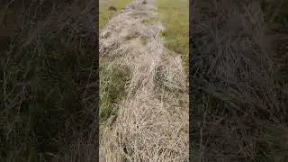 немка снова в строю!косим сено!