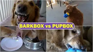 Unboxing the Best Dog Box Services: BarkBox and PupBox Reviewed