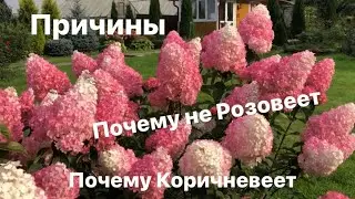 Гортензия Ванилла Фрейз. Почему не Розовеет?!Коричневеет? Причины .😊😉