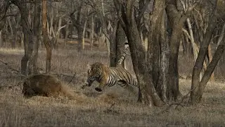 Complete tiger hunt.