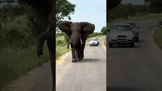 Majestic Elephant Roadblock ❤️🐘 #nature #animals #amazing