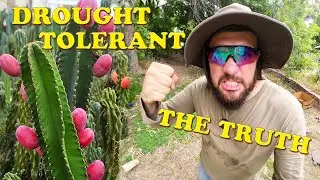 The TRUTH About Drought Tolerant Plants!