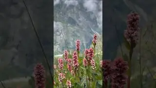 Valley OF Flowers | Flowers |  