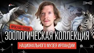 Зоологическая коллекция Национального музея Ирландии. Ярослав Попов. #Эффект_присутствия