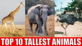 TOP 10 Tallest Animals in The World | Which is The Tallest Animal in The World?