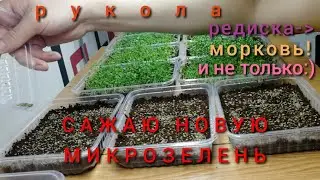 Микрозелень редис, руккола, щавель, морковь! Экспериментирую! #18