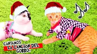 LES HAGO ROPA A MIS GATOS!  👕🎵