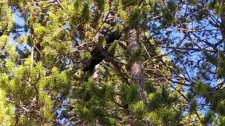 Yellowstone - Raven