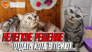 Нелегкое решение - отдать кота в приют... | Лотос