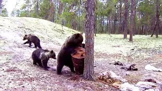 МЕДВЕДИЦА С МЕДВЕЖАТАМИ ПРИШЛА НА ПРИВАДУ / СРАВНЕНИЕ ФОТОЛОВУШЕК / ДЕЛЬНЫЙ СОВЕТ ОХОТНИКАМ.