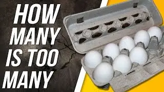 Is Eating Too Many Eggs Bad For You?