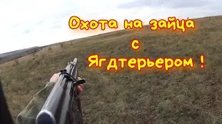 Охота на зайца с Ягдтерьером .