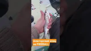 Крупный елец на FIREBALL