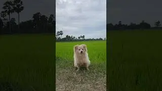 lovely dog #shortvideo