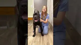 Cane Corso Pup! 😅 I know it’s pronounced “KAH nay CORE so”. BUT HOW HANDSOME IS THIS DOG!!!🤗🩷 #viral