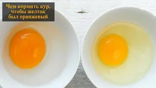 Оранжевый желток у кур