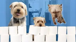 Dogs JUMPING Over TOILET PAPER (The Noob Family)