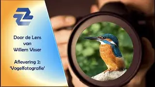 How to make the best bird photo's