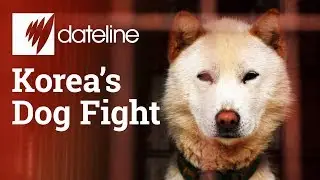 Inside South Korea's dog meat industry