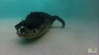 Angry, Fearless Gator Marks its Territory in Pool | Gator Boys