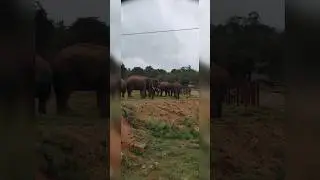 Bannerghatta Zoo safari- Video 2 Elephant Safari 