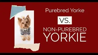 Difference Between A Purebred Yorkie And A Mixed Breed Yorkshire Terrier